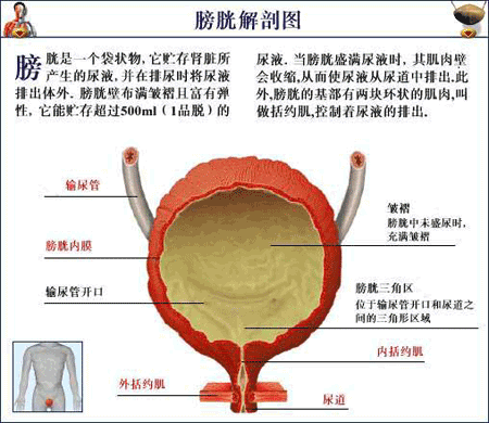 憋尿,对身体有害吗? - 中国当代艺术社区